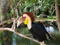 Park of birds and reptiles in Bali, toucan