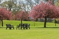 The Park in Blossom