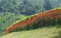 Park border trimmed plants