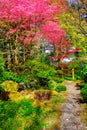 Park, branches of pink tree in blossom