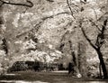 Park bridge in infrared Royalty Free Stock Photo