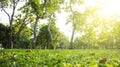 Park with bright grass and trees, sun glare. Royalty Free Stock Photo