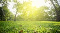 Park with bright grass and trees, sun glare. Relaxing fitness background. Spring-summer. Low angle shooting