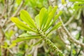 Park of cactus and succulent plant. Close up of small spoted cactus succulent for flower shop as green pattern. Arrangement succul Royalty Free Stock Photo