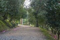 Park with camellias in Pontevedra Spain