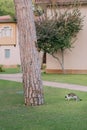 In the park cat hunting a squirrel Royalty Free Stock Photo