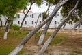 Park in the city of Parikia with leaning trees. Paros