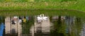 In the park on the city pond, floating swans arched their necks in the shape of hearts