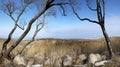 The park in cold season. Trees without foliage have bent over boulders and a dry cane Royalty Free Stock Photo