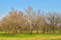 Park - Early Spring - Nature Awakening After a Long and Hard Winter Royalty Free Stock Photo