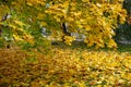 Park in the fall. Trees in yellow foliage. Maple leaves fallen underfoot Royalty Free Stock Photo