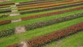 Park with fields of multicolored tulips, aerial shot.