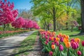 The park is filled with an abundance of pink and yellow flowers, creating a vibrant and colorful sight, A row of vibrant tulip Royalty Free Stock Photo