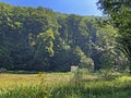 Park forest Jankovac or Park suma Jankovac