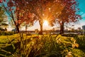 Park with full magnolia tree in bloom on sunset