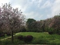 A park full of pink Bauhinia in Liuzhou city, China