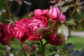 Park or garden rose growing and blooming with beautiful dark pink flowers