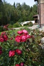 Park or garden rose growing and blooming with beautiful dark pink flowers