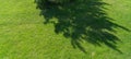 A park or garden is a shady, fresh lawn with a wide background or the texture of green grass. The shadow of a tree Royalty Free Stock Photo