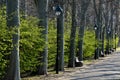 In the park or garden there are a number of park benches among the plane trees in the alley. the wall behind them is a hedge of a