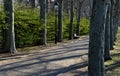 In the park or garden there are a number of park benches among the plane trees in the alley. the wall behind them is a hedge of a