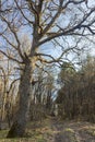 Old oak on the Shumen Plateau