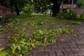 Park with green fallen leaves and branches. Thunderstorm, heavy rain with hail consequences. Climate changes, environmental Royalty Free Stock Photo