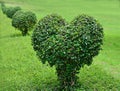 Park with green lawn and dwarfed tree love