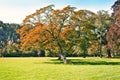 Park with green meadow and forest Royalty Free Stock Photo