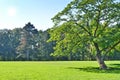 Park with green meadow and forest Royalty Free Stock Photo