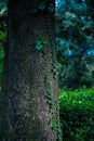 Park greenery and trees tree bushes and hanging leaves from trees green leaves