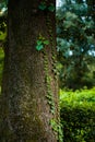 Park greenery and trees tree bushes and hanging leaves from trees green leaves