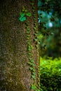 Park greenery and trees tree bushes and hanging leaves from trees green leaves