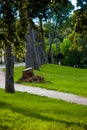 Park greenery and trees tree bushes and hanging leaves from trees green leaves