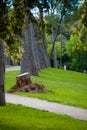 Park greenery and trees tree bushes and hanging leaves from trees green leaves