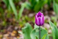 In the park grows a lone tulip brightly violet. A small spider sits on the tulip.