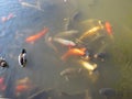 Hungry ducks and fish compete for the food