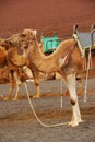 Camel camels with mouth muzzle, saddle seat in dessert for tourist ride, Timanfaya National Park Lanzarote Canary Islands, Spain