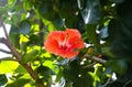 Park with high-quality hibiscus tropical plant, Jeju Island, Korea,volcanic island