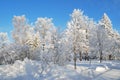 Park in Imatra in winter Royalty Free Stock Photo