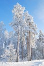 Park in Imatra in winter Royalty Free Stock Photo
