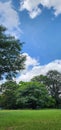 Park inside the metropolis with trees and grass and the blue sky Royalty Free Stock Photo