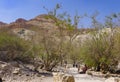 The park in Israel is Ein Gedi. Royalty Free Stock Photo