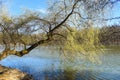 Park lake with beautiful reflections at spring time