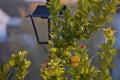 Park lamppost with lemon tree with fruits Royalty Free Stock Photo