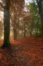 Park landscape