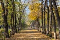 Park landscape in autumn Royalty Free Stock Photo