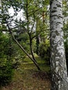Park landscape with birch