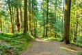 Park landscape with a long alley. Tree alley