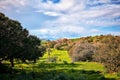 Park landscape of a meadow field with green grass, trees, blue sky and clouds Royalty Free Stock Photo